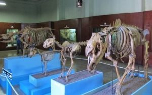 Sejarah Museum Zoologi Bogor