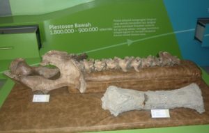 tulang paha gajah purba di museum dayu
