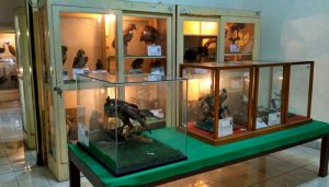 Koleksi Museum Biologi Yogyakarta
